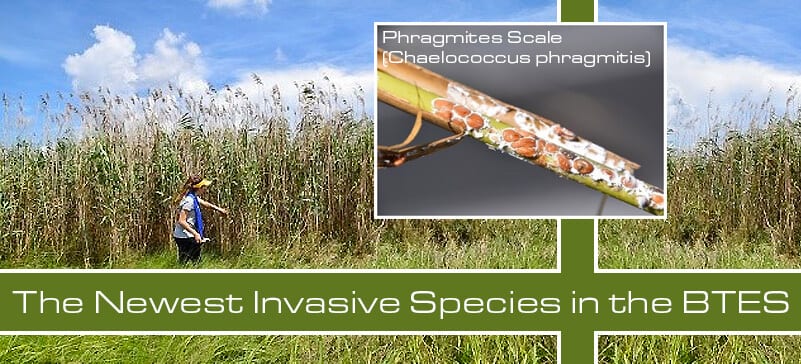 Image: Check out the Newest Invasive Species in the BTES