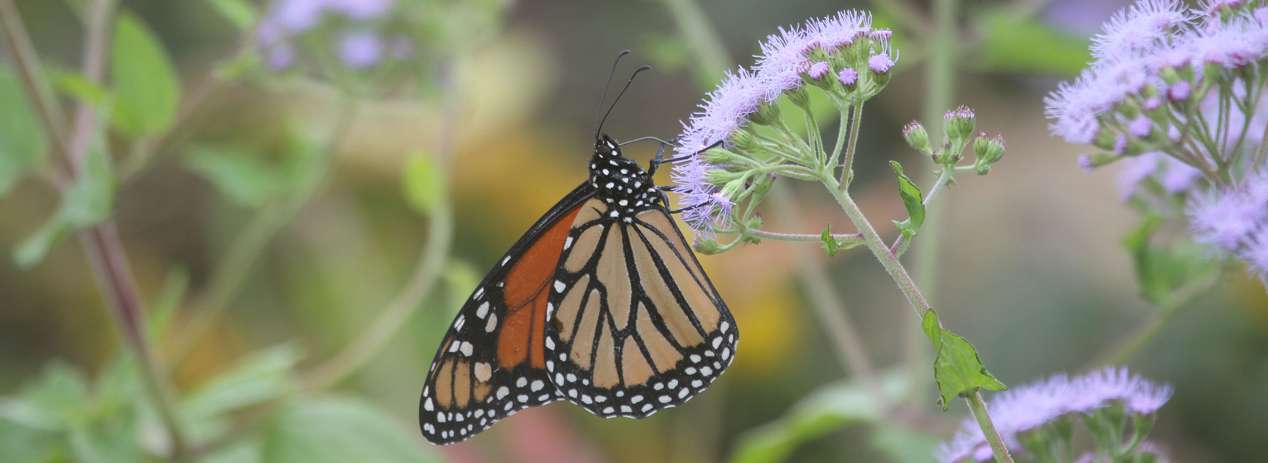 The Monarch Butterfly's Path to Federal Protection