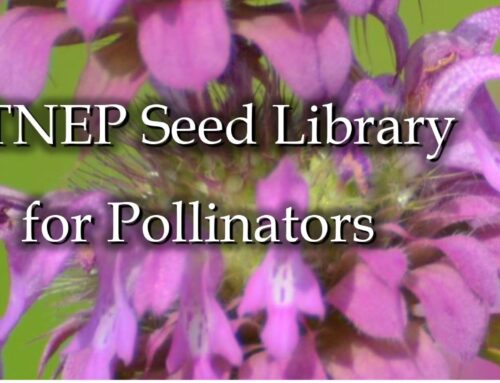 Is Your Library Branch Interested in Creating a Seed Library to Support Pollinator Conservation?